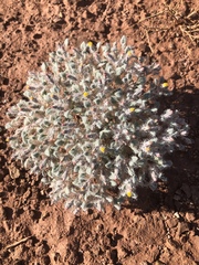 Psathyrotes pilifera