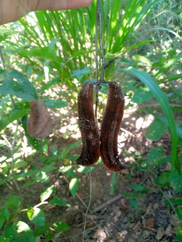 Velvet bean