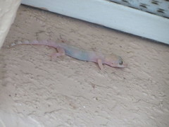 Hemidactylus mabouia