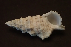 Cerithium columna