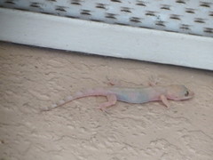 Hemidactylus mabouia