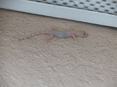 Hemidactylus mabouia