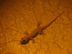 Hemidactylus mabouia