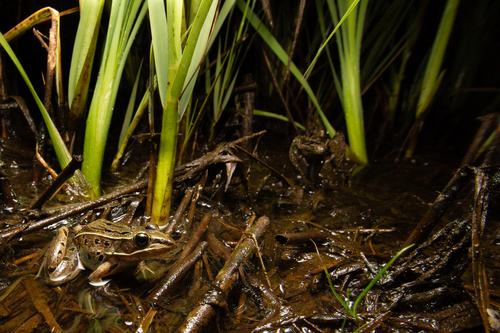 Atlantic Coast Leopard Frog