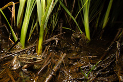 Atlantic Coast Leopard Frog photo 3