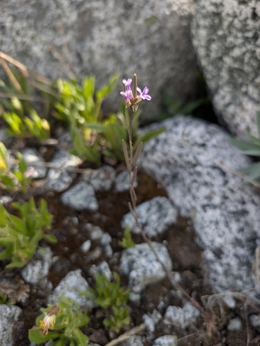 Lyall's rockcress (Boechera lyallii)