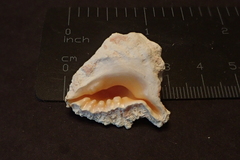 Drupina grossularia