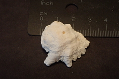 Drupina grossularia