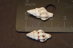 Fasciolariidae