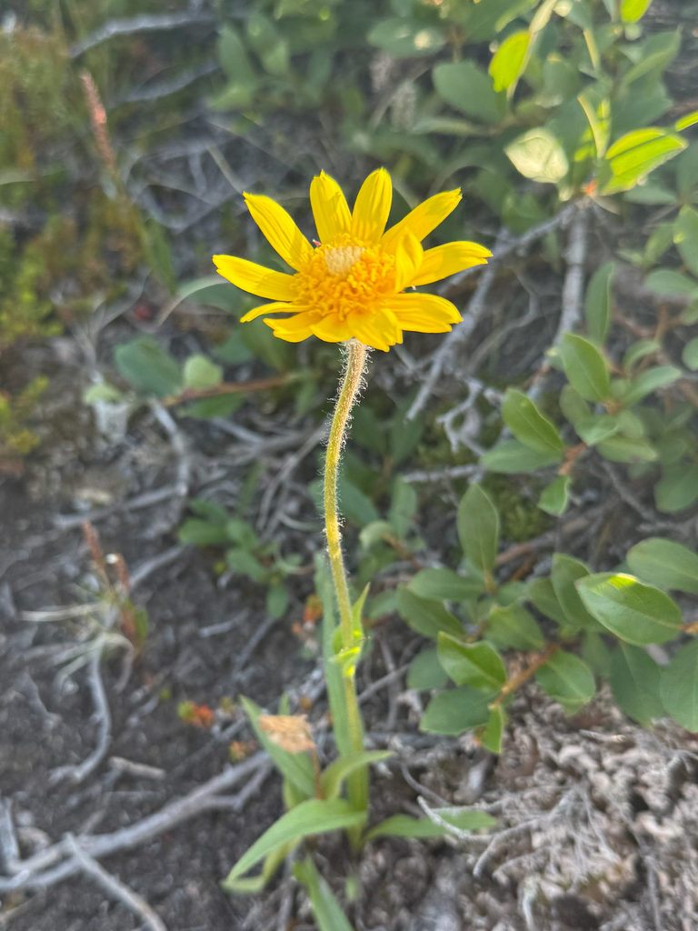 Narrowleaf arnica (Arnica angustifolia)