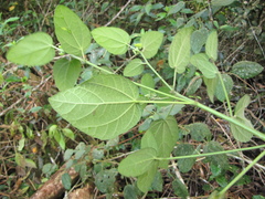 Hampea ovatifolia