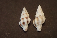 Fasciolariidae