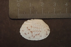 Gafrarium pectinatum