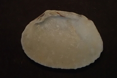 Gafrarium pectinatum