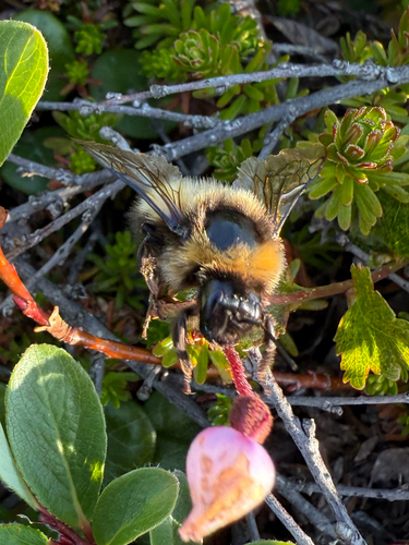 Polar Bumble Bee photo 3
