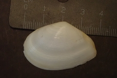 Macoma
