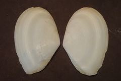 Macoma
