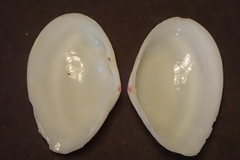 Macoma