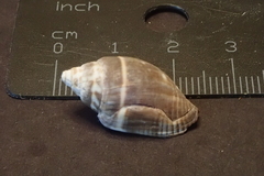 Mitra