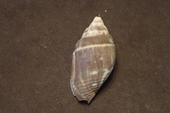 Mitra
