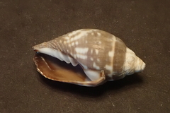 Mitra