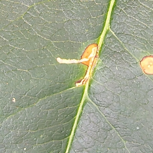 Apple Skeletonizer Moth photo 2