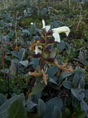 Northern Lousewort (Pedicularis lapponica)