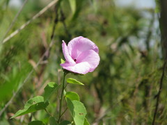 Hibiscus furcellatus