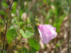 Hibiscus furcellatus