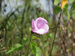 Hibiscus furcellatus
