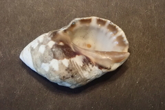 Menathais intermedia