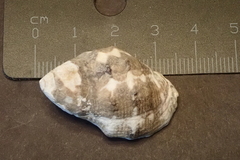 Menathais intermedia