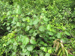 Hibiscus tiliaceus pernambucensis