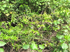 Hibiscus tiliaceus pernambucensis
