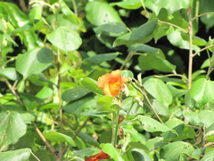 Hibiscus tiliaceus pernambucensis