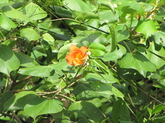 Hibiscus tiliaceus pernambucensis