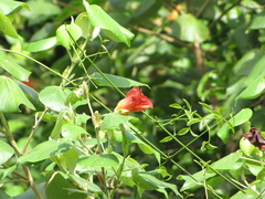 Hibiscus tiliaceus pernambucensis