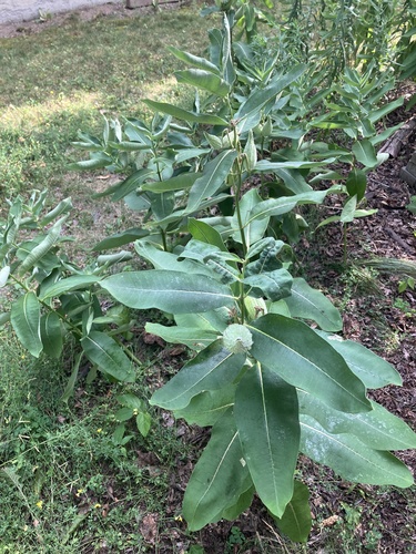 Showy milkweed seedling