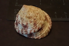 Trochus maculatus