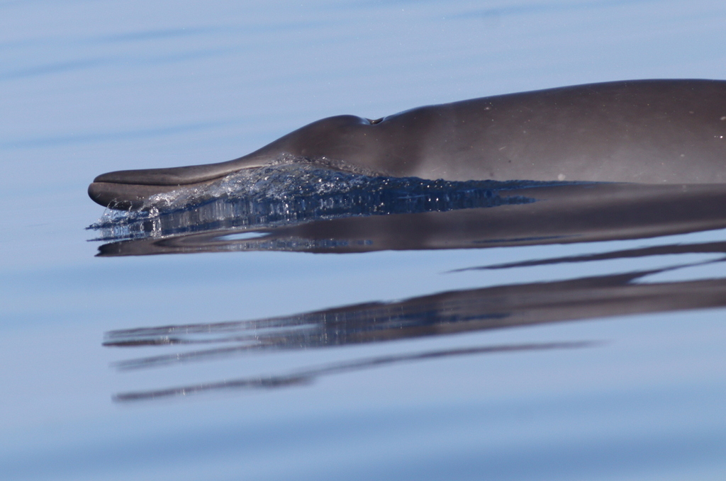 Close view of a Sowerby's beaked whale's slender beak breaking a calm surface