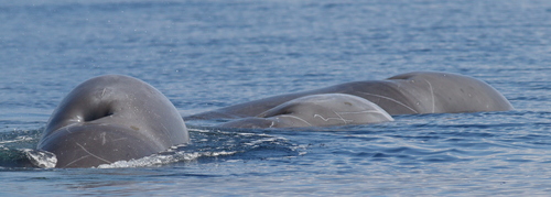 Northern Bottlenose Whale