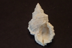 Bursidae