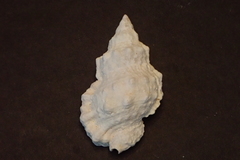 Bursidae