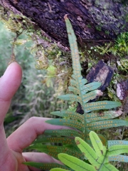 Polypodiodes amoena