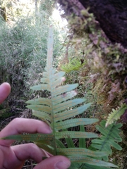 Polypodiodes amoena