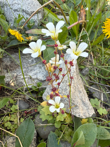Nodding saxifrage (Saxifraga cernua)