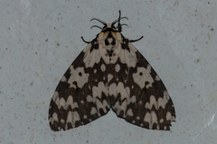 Lymantria marginata