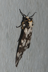 Lymantria marginata