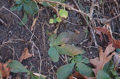 Erigeron pulchellus