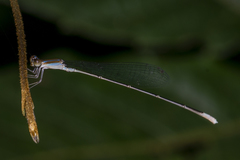 Aciagrion pallidum